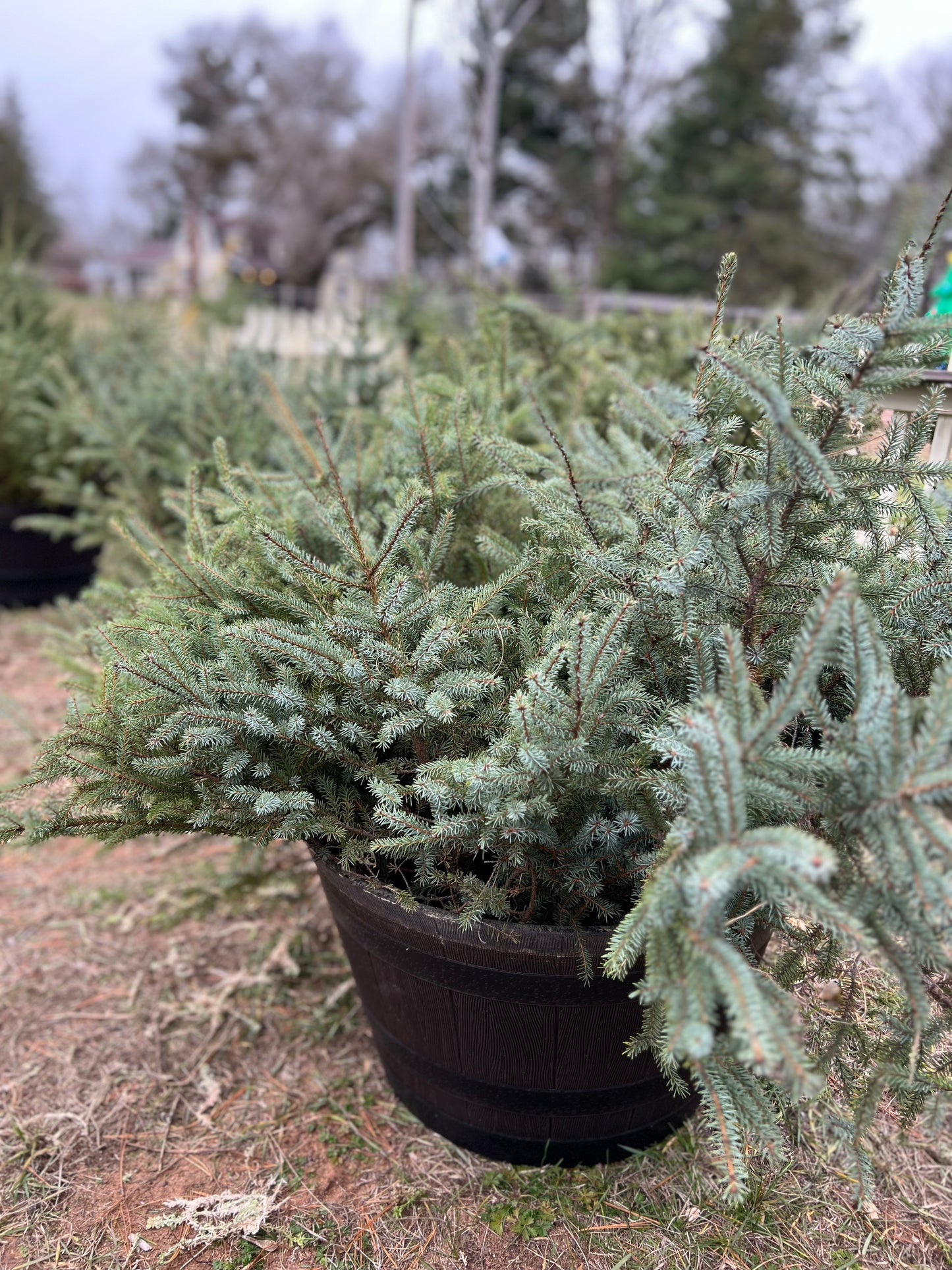 Spruce Tops