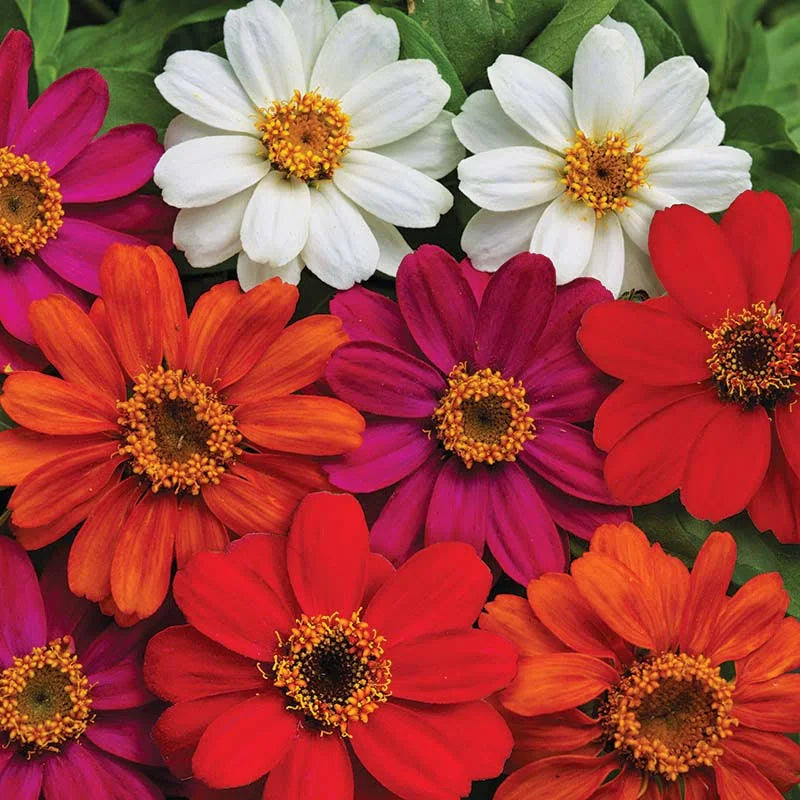 Zinnia- 4 pack