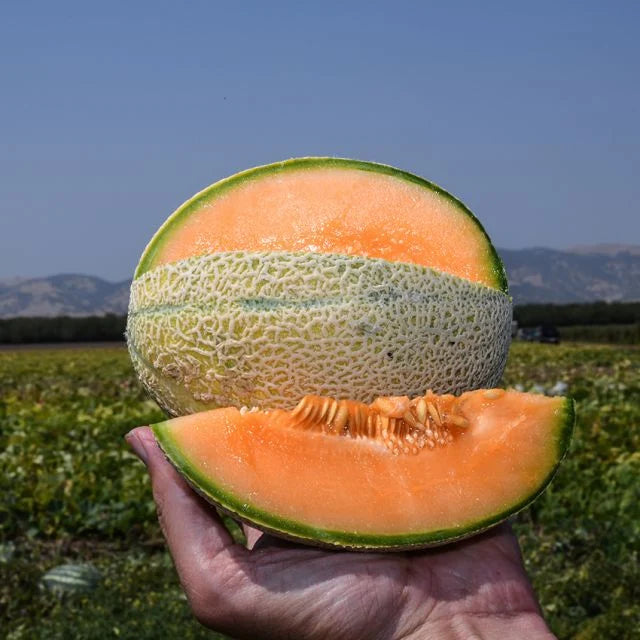 Hales Best Cantaloupe