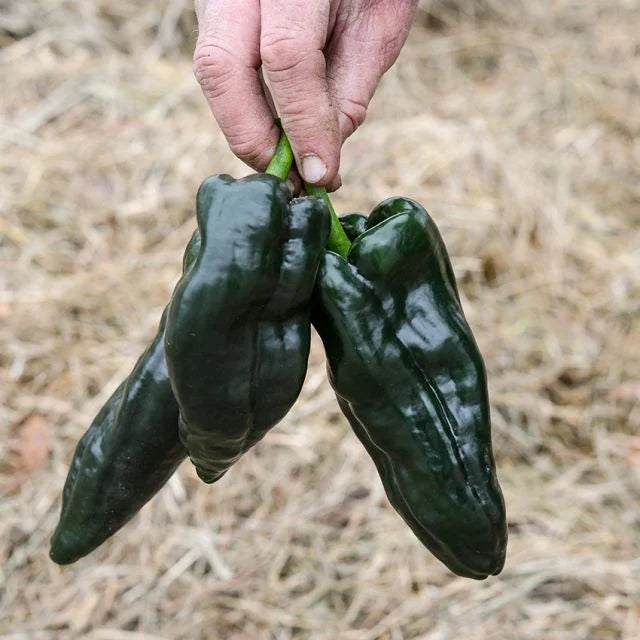 Poblano HOT Pepper Plant