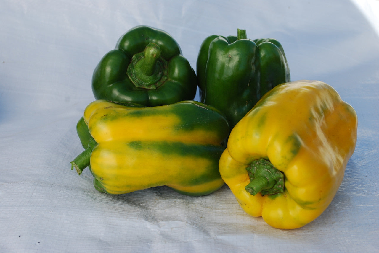 Yellow Monster Bell Pepper Plant