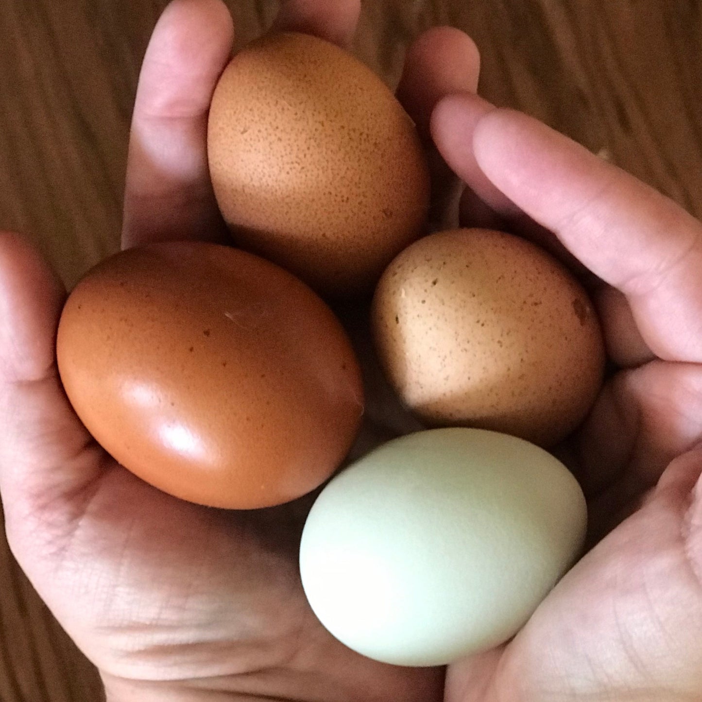 Pastured Eggs (1 dozen)