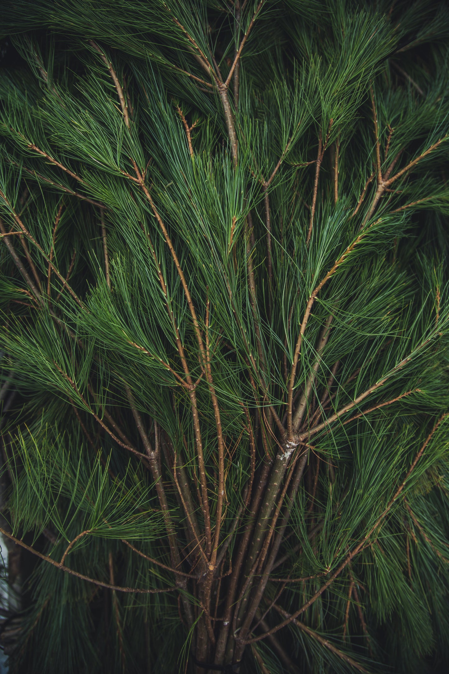 White Pine