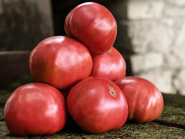 Mortgage Lifter Tomato Plant