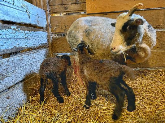 Lambing is almost done!