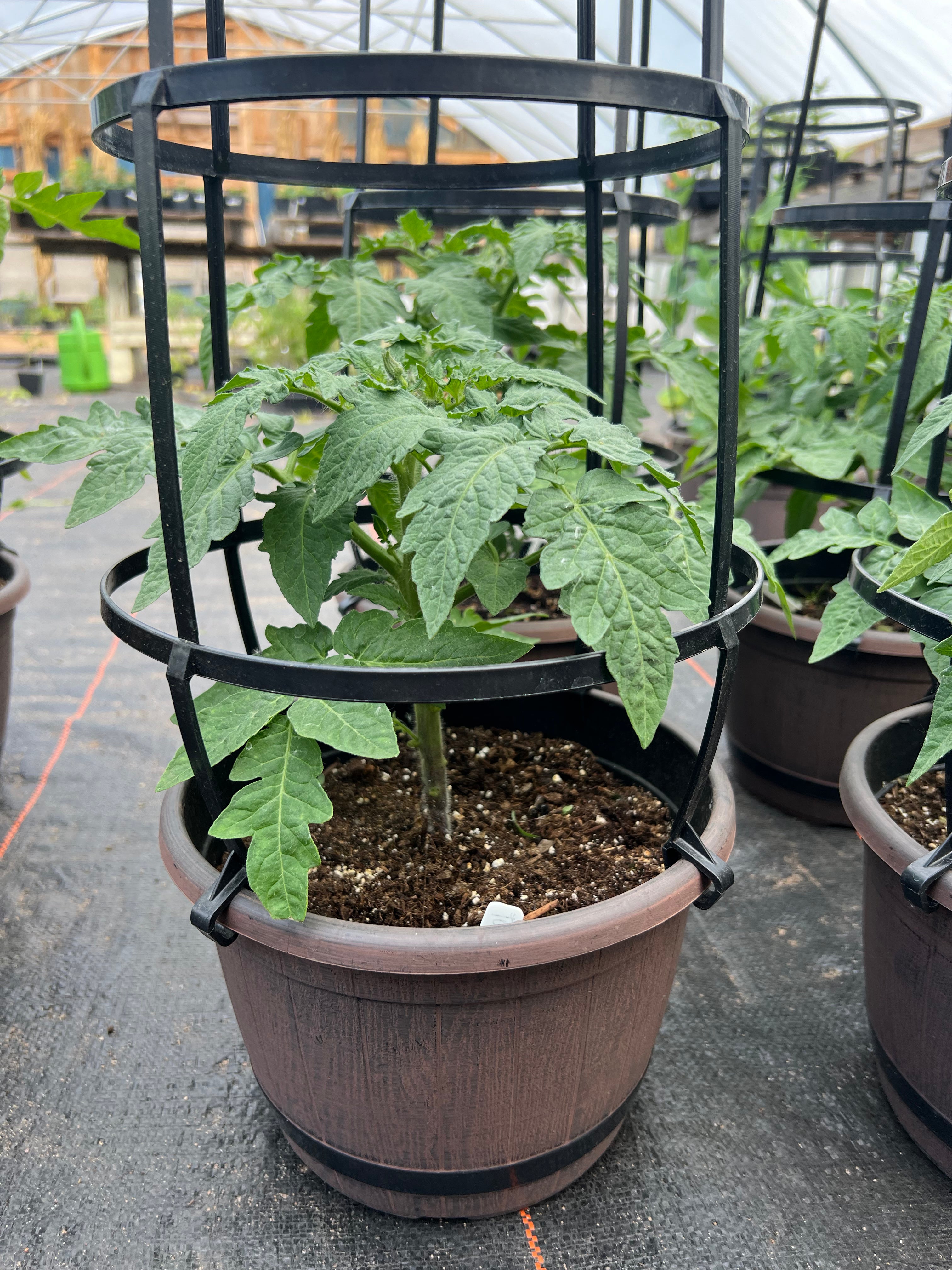 Spring Plant Sale – Page 3 – Mitza Creek Farm