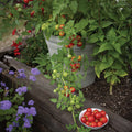 Tidy Treats Tomato Plant