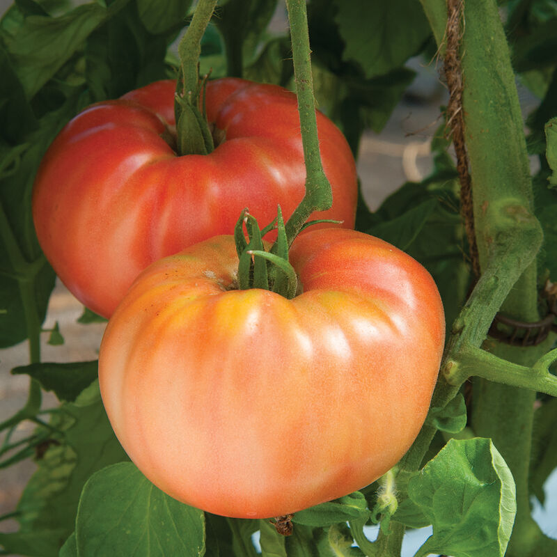 German Johnson Tomato Plant