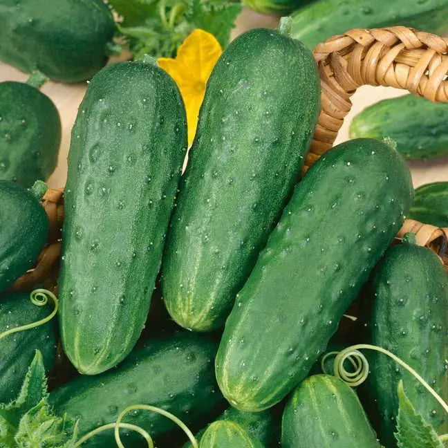 Pickling Cucumber- Homemade Pickles