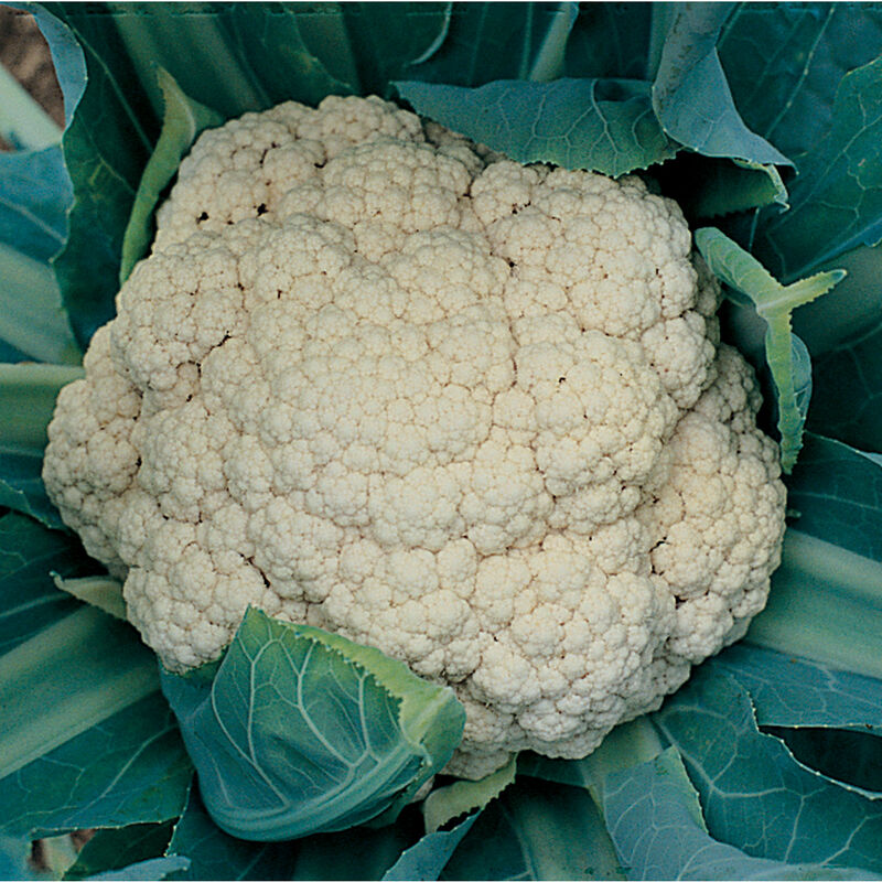 Cauliflower (4 pk)
