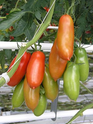 San Marzano Tomato Plant