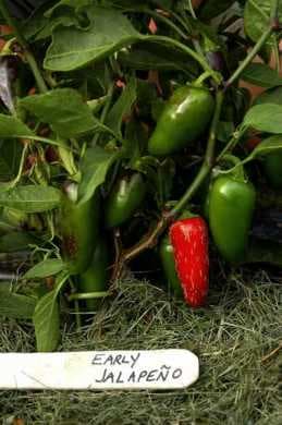 Jalapeño HOT Pepper Plant