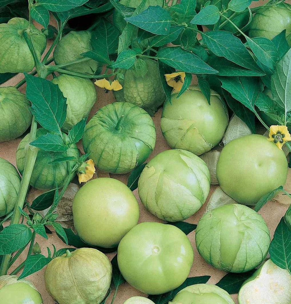 Tomatillo Verde Plant
