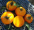 Hillbilly Tomato Plant