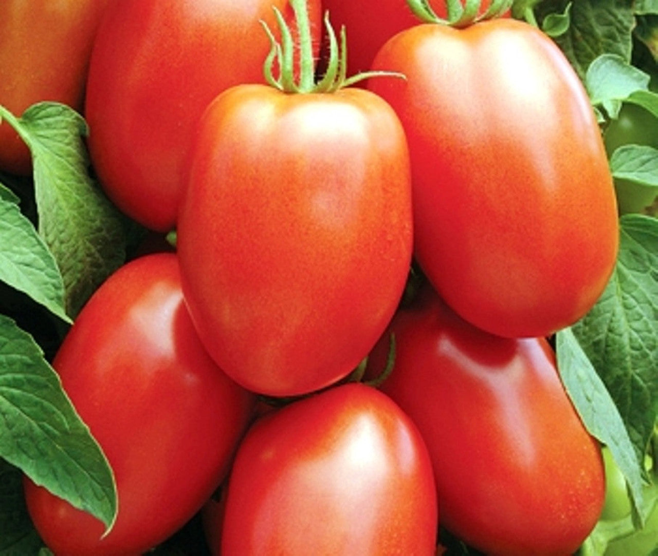 Roma Tomato Plant
