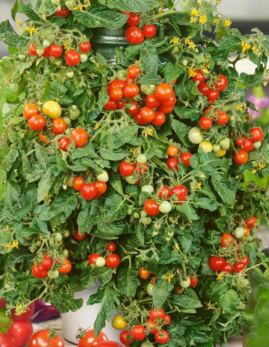 Patio Choice- Red Tomato Plant