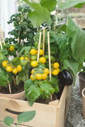 Patio Choice- Yellow Tomato Plant