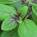 HERB- Basil