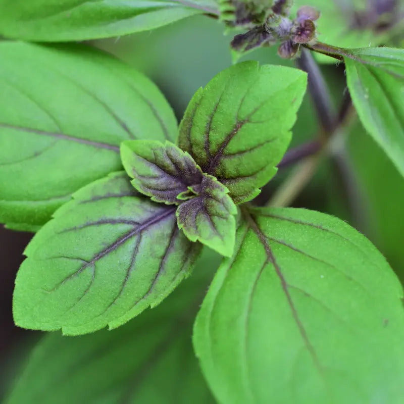 HERB- Basil