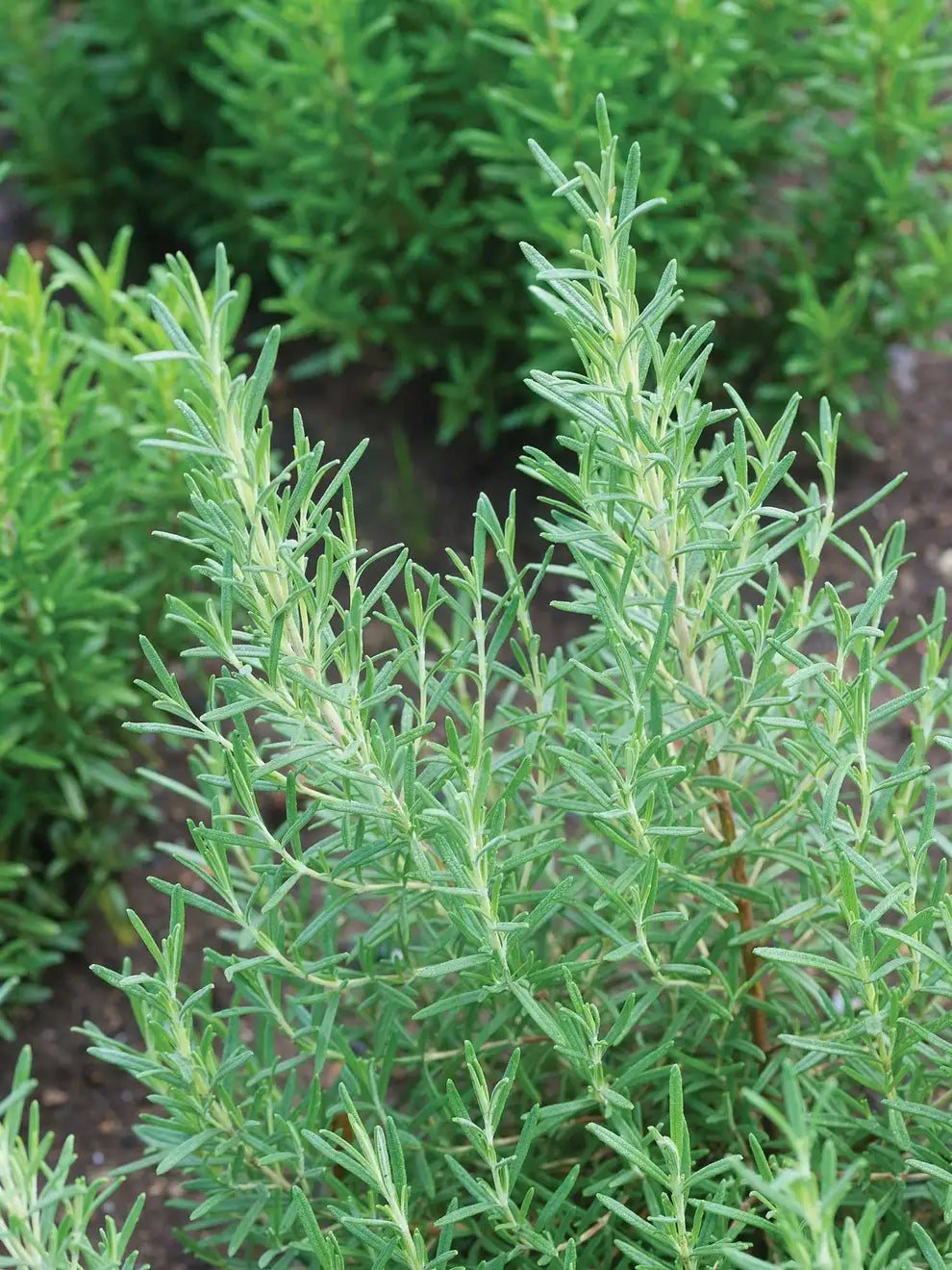 Herbs- Individual pots