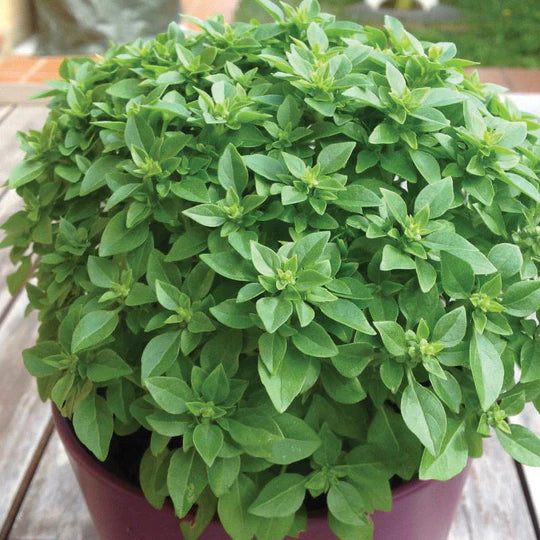 Dwarf Greek Basil Plant