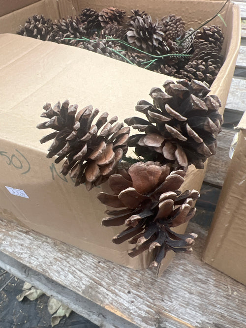 3 cone pick- natural