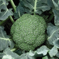 Destiny Broccoli (4 pk)