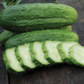 Pickling Cucumber - National Pickling Cucumber