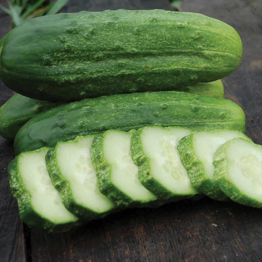 Pickling Cucumber - National Pickling Cucumber