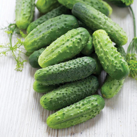 Pickling Cucumber- Wisconsin SMR