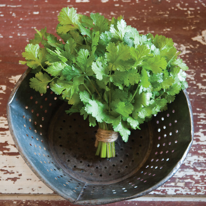 Herbs- Individual pots