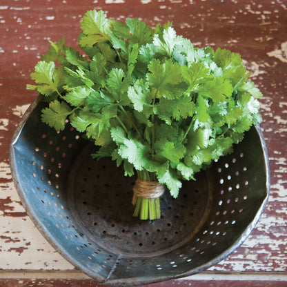 Herbs- Individual pots