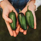 Jalapeño HOT Pepper Plant