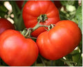 Early Girl Bush Tomato Plant