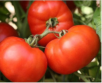Early Girl Bush Tomato Plant