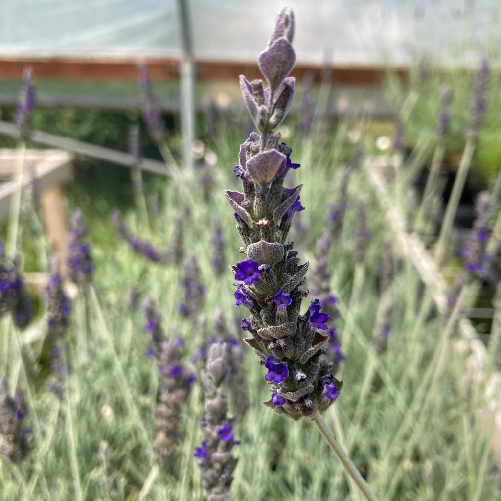 Herbs- Individual pots