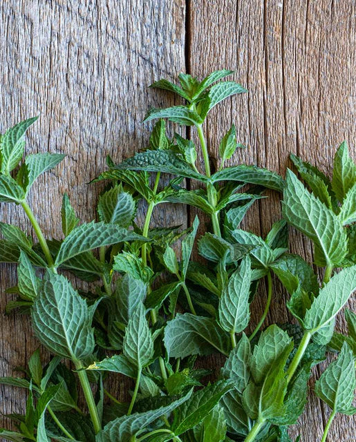 Herbs- Individual pots