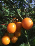 Honey Drop Tomato Plant