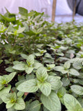 HERB- Mint