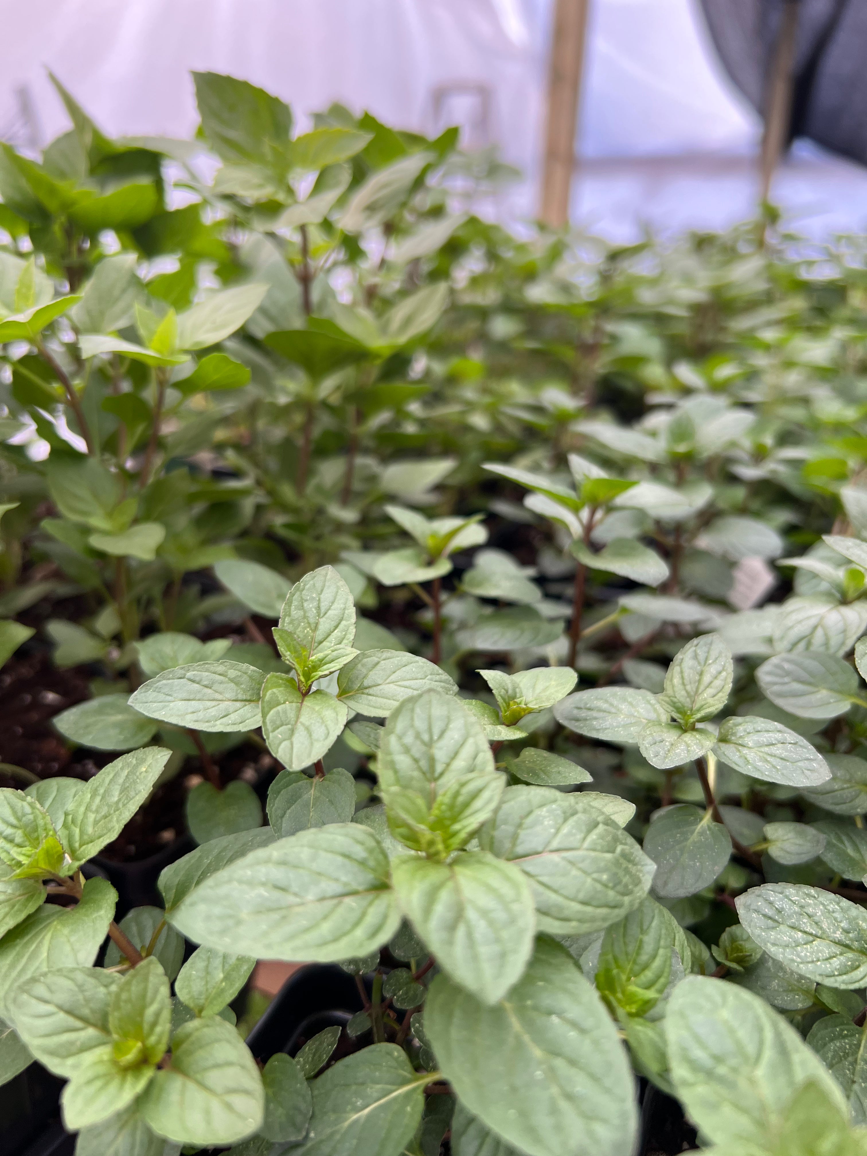 HERB- Mint