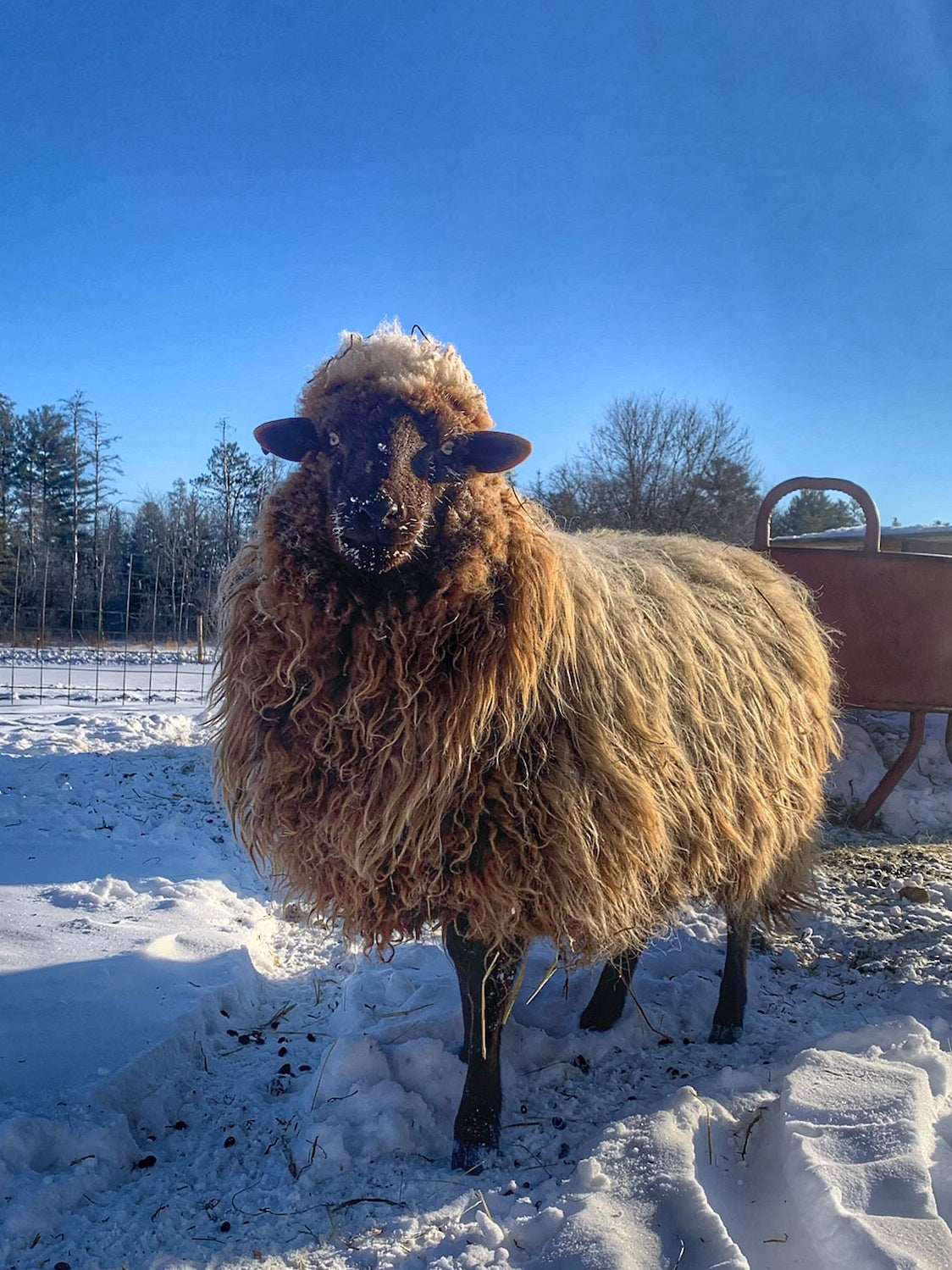 Navajo-Churro Sheep – Mitza Creek Farm