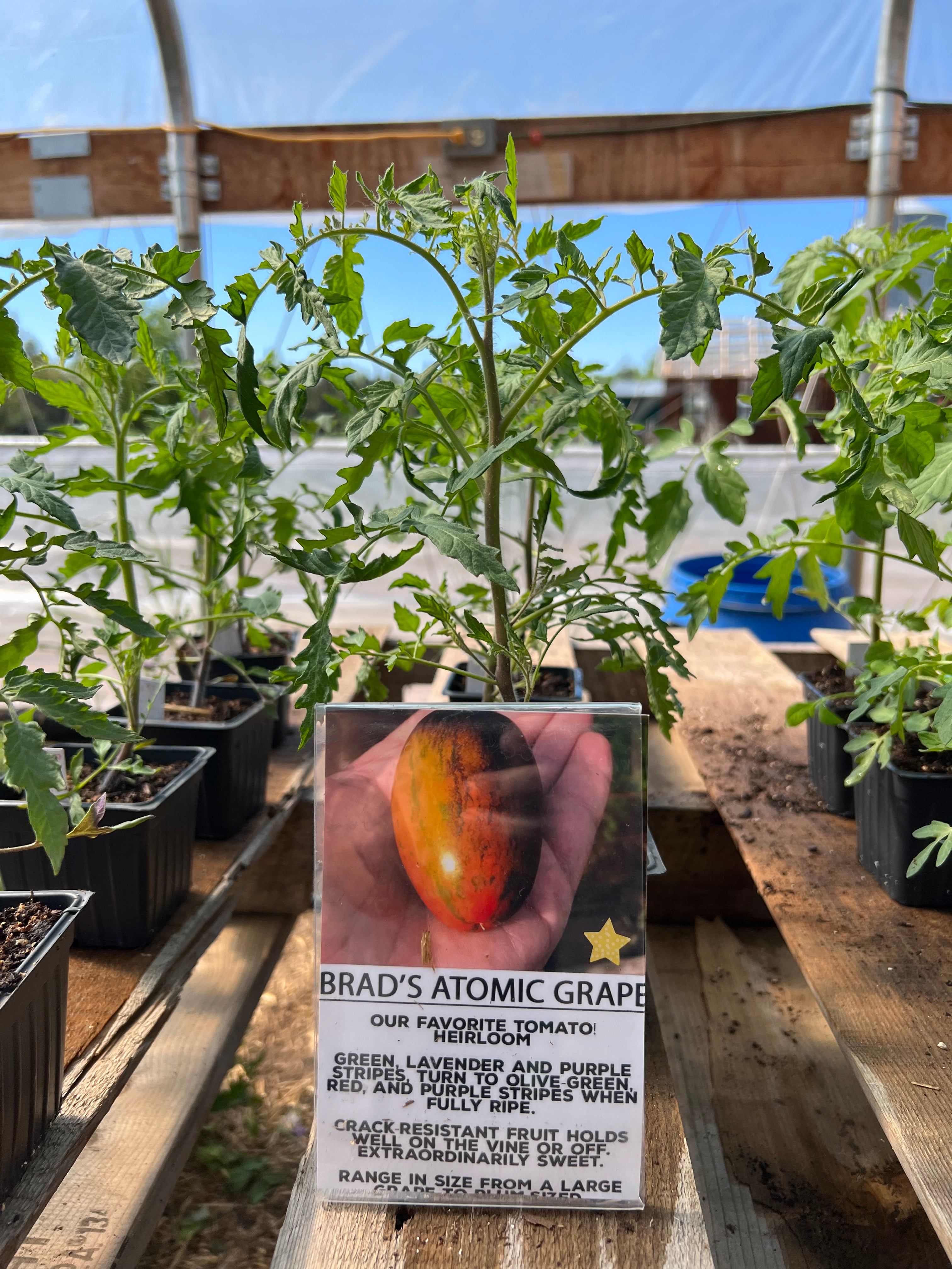 indoor grape tomato plant Brad's Atomic Grape Tomato Plant