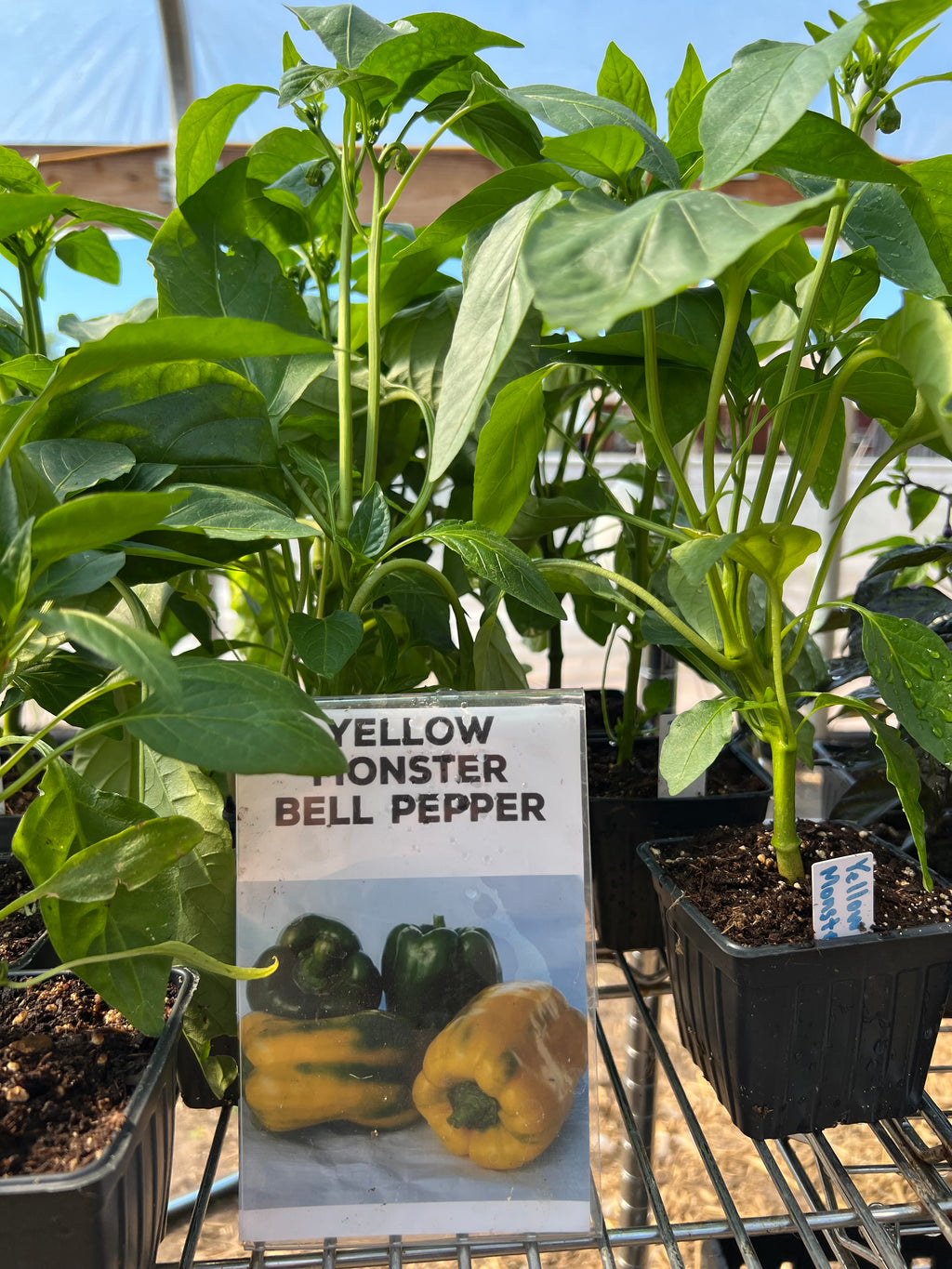 Yellow Monster Bell Pepper Plant
