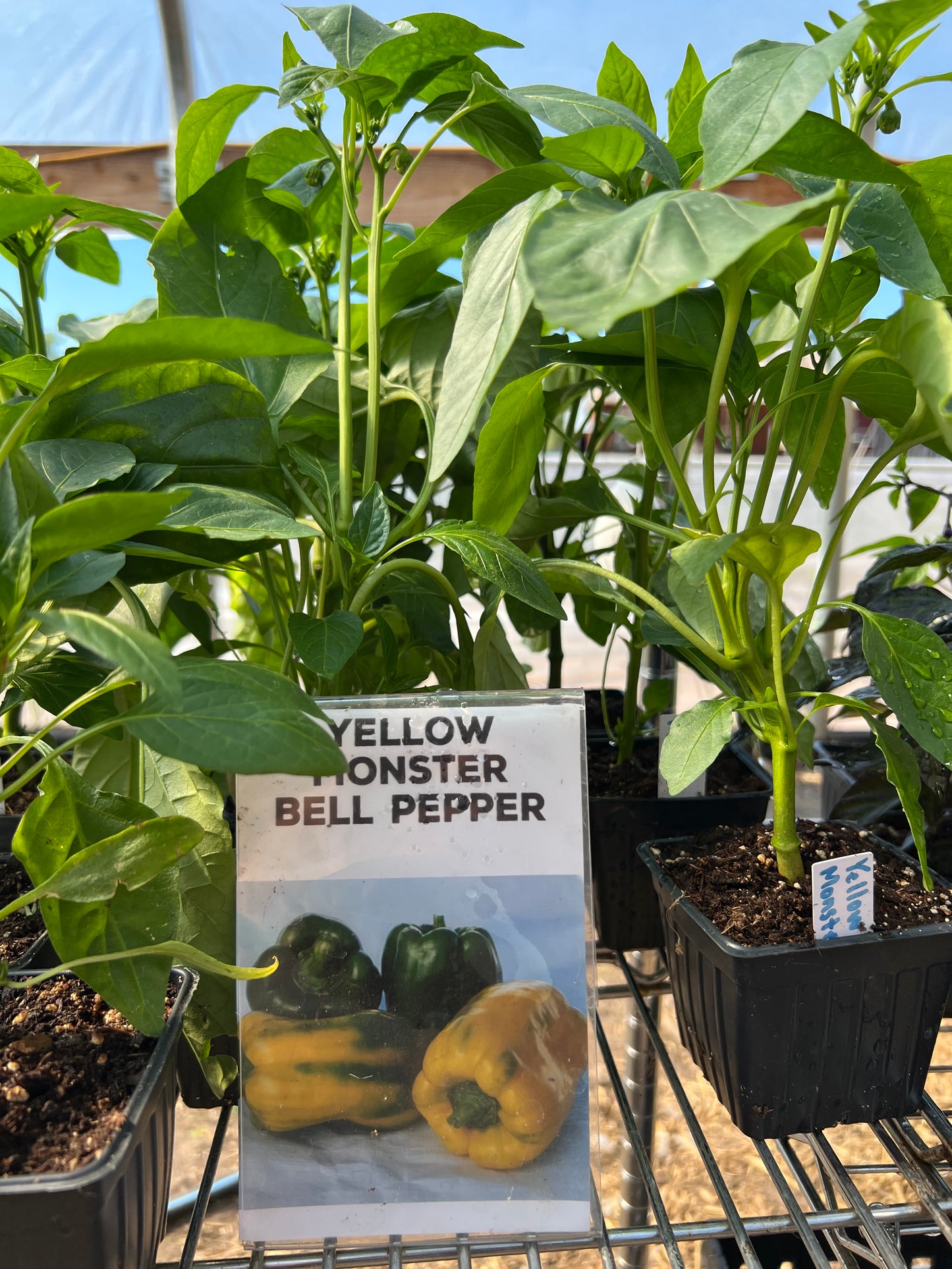 Yellow Monster Bell Pepper Plant