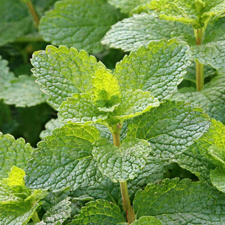 HERB- Lemon Balm
