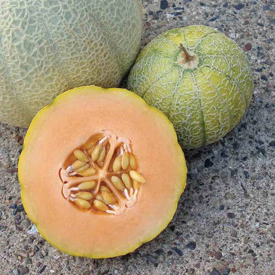 Minnesota Midget Cantaloupe Plant