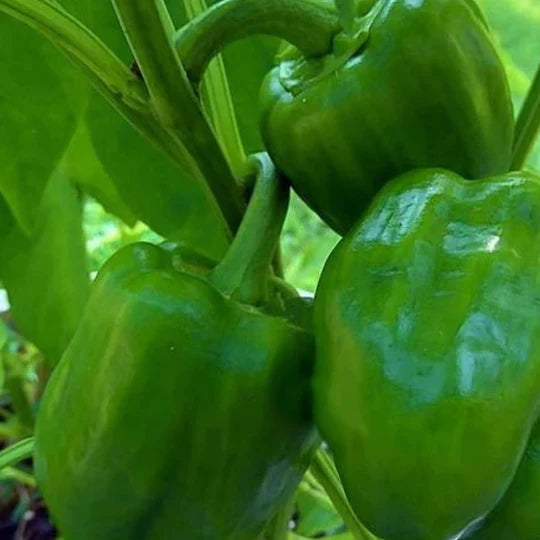 Emerald Giant Bell Pepper Plant