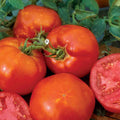 Burpee's Big Boy Tomato Plant