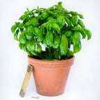 HERB- Basil