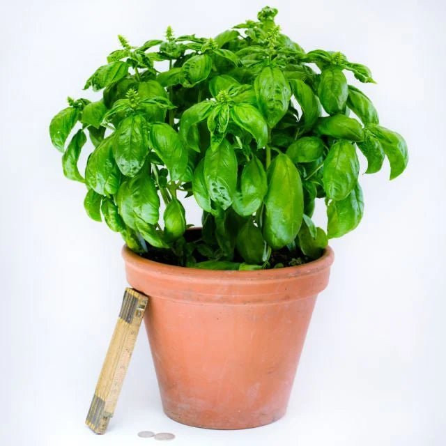 HERB- Basil